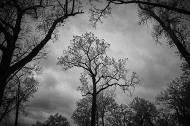 a low angle shot of tree against clouds