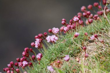 A closeup of tiny pink Armeria maritime flowers growing on a green hill