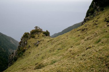 Tepelerdeki kuru bir tarlada güzel yeşil ağaçlar.