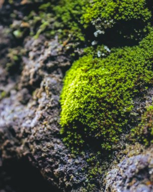 A vertical closeup shot of green moss on gray rocks