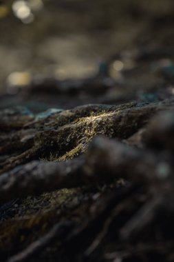 A vertical closeup of roots of a tree covered with green moss in the woods in sunlight