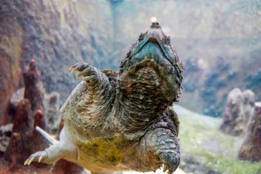 A closeup of an alligator snapping turtle, Macrochelys temminckii. Selected focus.