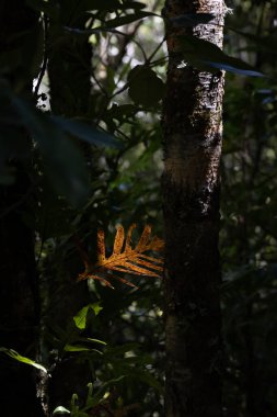 A beautiful closeup shot of a yellow Fern plant next to tree trunk in the forest