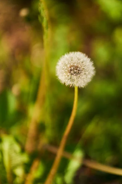 Вертикальный Крупный План Одуванчика Taraxacum Officinale Мелкий Фокус — стоковое фото