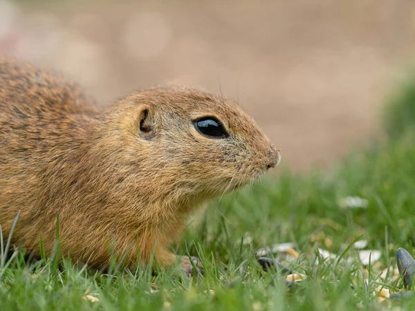 Selective Focus Shot Ground Squirrel Crouching Grass — Stok fotoğraf