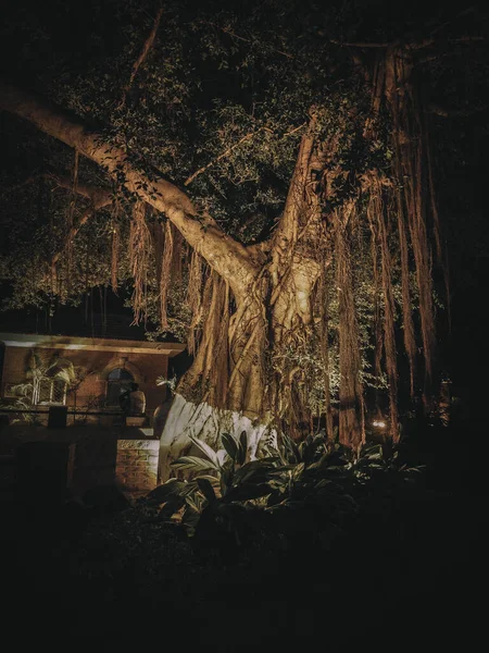 Vertical Shot Banyan Tree Outdoor Area Benches Nighttime — Stock Photo, Image