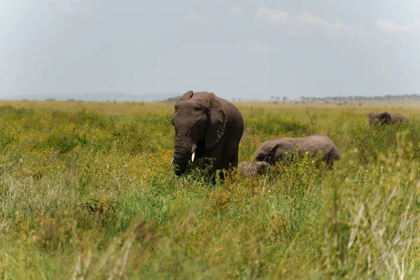 View Beautiful Elephants Field Sunny Day — Photo