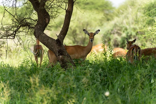 Selective Focus Shot Antelopes Savannah — Foto de Stock