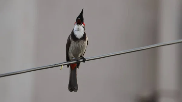 Closeup Shot Red Whiskered Bulbul Perched Wire — Stock Photo, Image