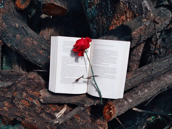 木材の上に開いた本に赤いバラのトップビュー — ストック写真