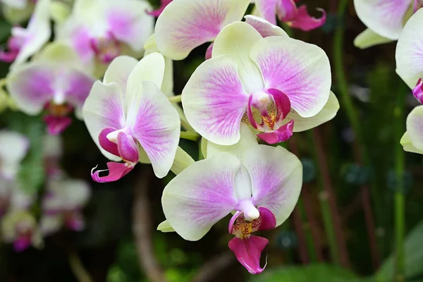 Phalaenopsis Commonly Known Moth Orchids Genus Seventy Species Plants Family — Stock Photo, Image