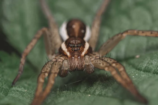 Closeup Shot Wolf Spiders Green Leaf — Stockfoto