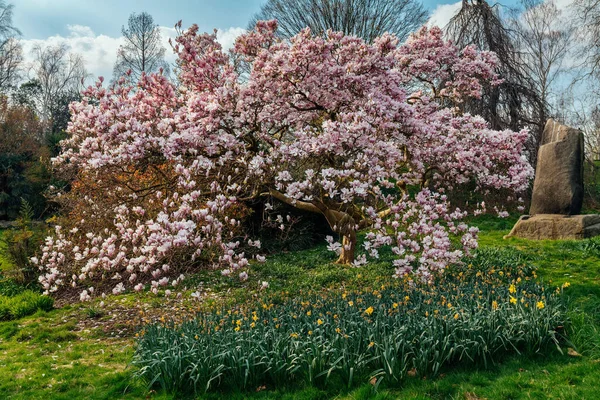 Beautiful Shot Magnolia Tree Blossom Spring Time London Hyde Park — Zdjęcie stockowe