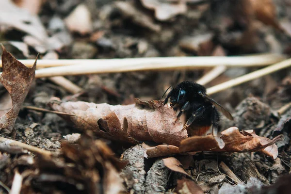 Closeup Shot Bumblebee Dried Leaf Forest — Zdjęcie stockowe