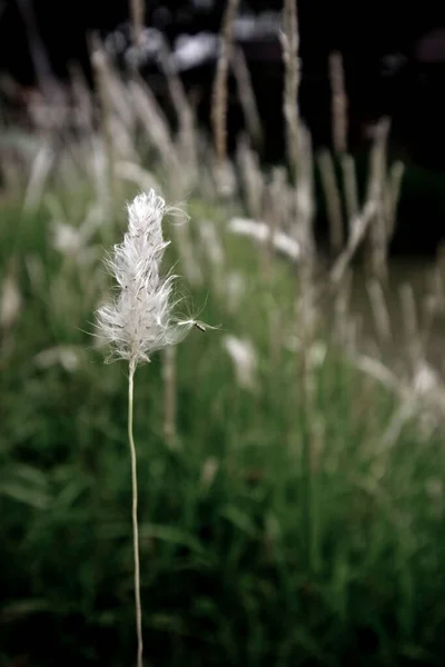 Tip White Meadow Grasses Roadside White Top Grass Green Background — Foto Stock