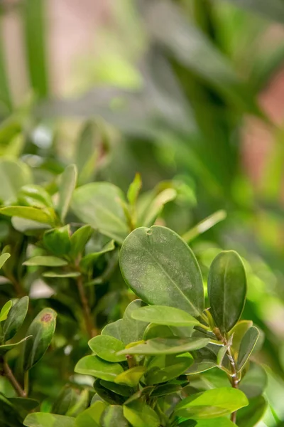 up close out of focus plant leaves green