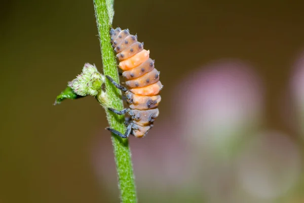 Larva Clinging Branch Blurry Background Ciamis West Java Indonesia — Stock Photo, Image