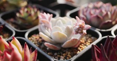 A closeup of tiny green succulent plants in pots in sunlight