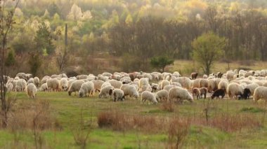 A beautiful view of sheep flock grazing in the autumn field