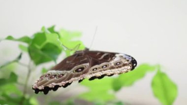 A closeup shot of a beautiful Lemon Pansy butterfly (Precis lemonias) perched on a green leaf