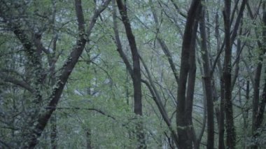 A closeup footage of the forest with trees on a rainy day in Valle di Muggio, Ticino, Switzerland