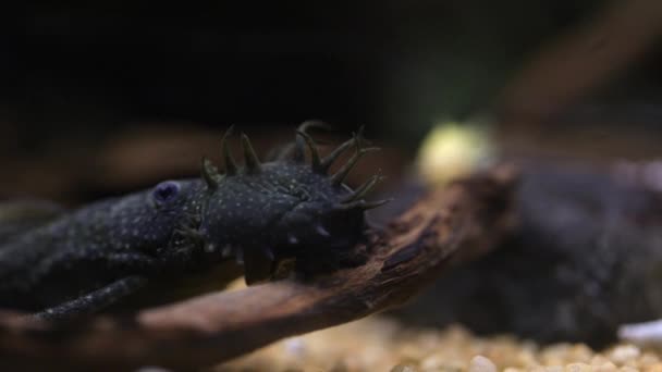 Closeup Bristlenose Catfishes Aquarium — 비디오