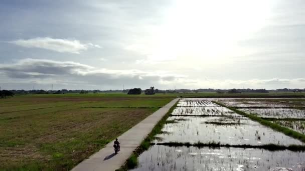 Aerial View Motorbike Driving Road Surrounded Farm Plantation Water — Wideo stockowe