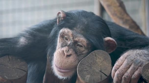 View Young Chimpanzee Lying Woods Looking Side Copenhagen Zoo — Vídeos de Stock