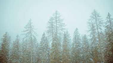 An eerie scenery of a foggy, snowy forest with pine trees in South Tyrol, Italy
