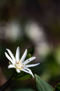 Küçük beyaz bir çiçeğin dikey odak noktası.