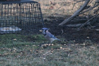 A beautiful view of cute, blue crows in the field
