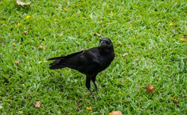 A selective of a crow on the green grass
