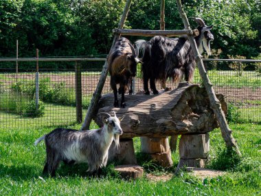 A closeup shot of beautiful goats on the farm on a sunny day