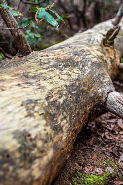 Old fallen tree trunk without bark and with smooth cracks running down it