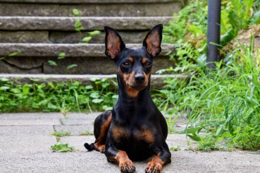 A closeup of a Miniature Pinscher lying outdoor in the garden