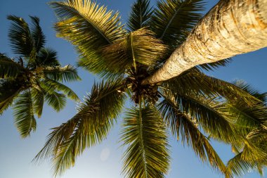 A scenic view of palm trees with lush leaves in blue sky background in sunny weather