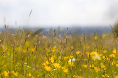 The beautiful field of buttercups. Selected focus.