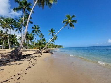 An empty beautiful sandy beach with tropical palm trees