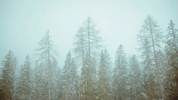 An eerie scenery of a foggy, snowy forest with pine trees in South Tyrol, Italy