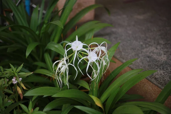 Top Shot Beach Spider Lily Plants Green Leaves Daylight Garden — Fotografia de Stock