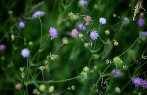 Крупный План Выращивания Цветов Scabiosa Изолированных Зеленом Фоне Природы — стоковое фото