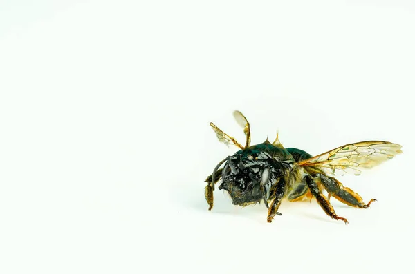 Closeup Shot Honeybee Isolated White Background — Foto Stock