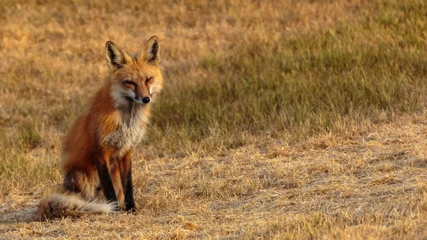Adult Red Fox Vulpes Vulpes Sitting Grass Looking Camera Field — Zdjęcie stockowe