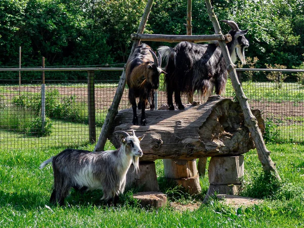 A closeup shot of beautiful goats on the farm on a sunny day
