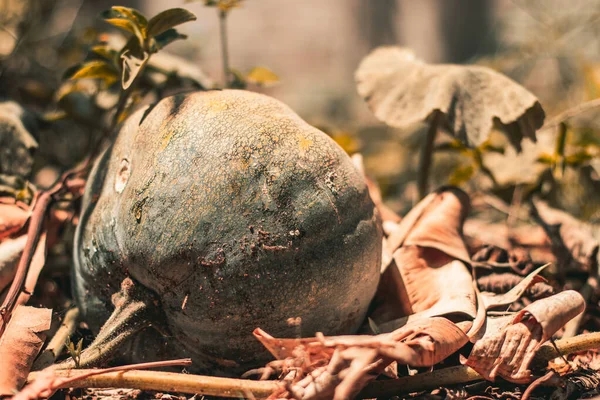 Closeup Shot Pumpkin Forest Day — Foto de Stock