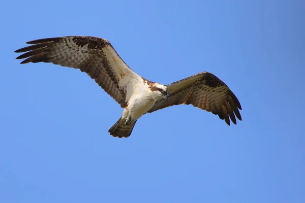 青い空を飛ぶ鷲のクローズアップ — ストック写真
