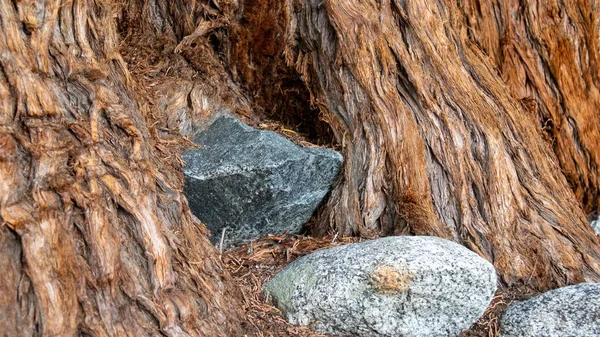 Closeup Shot Rough Stones Giant Sequoia Tree Bark John Muir — Zdjęcie stockowe