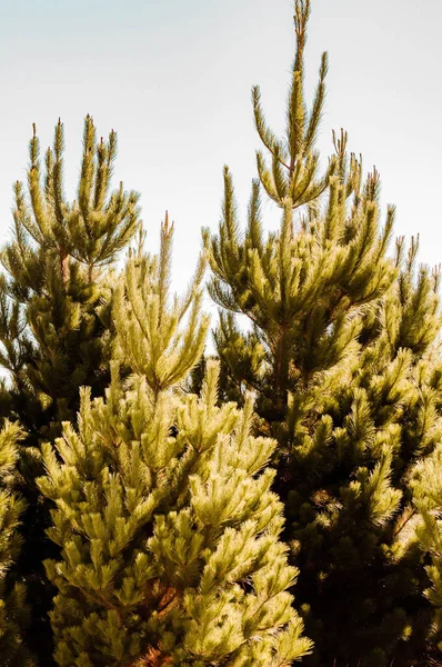 Vertical Shot Green Pine Trees Forest Daylight — Fotografia de Stock