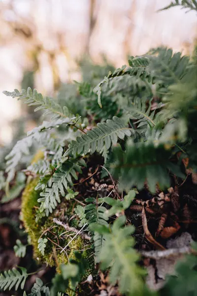 Fern Polypodiopsida Polypodiophyta Forest — 스톡 사진