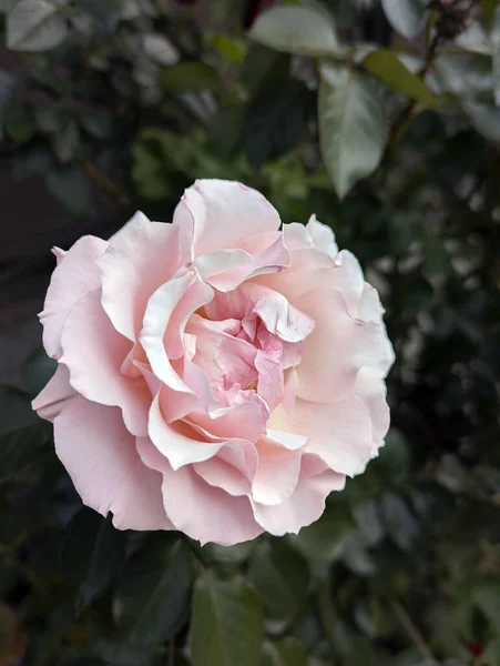 Vertical Closeup Shot Pink Rose Background Blurry Green Leaves — Stock fotografie